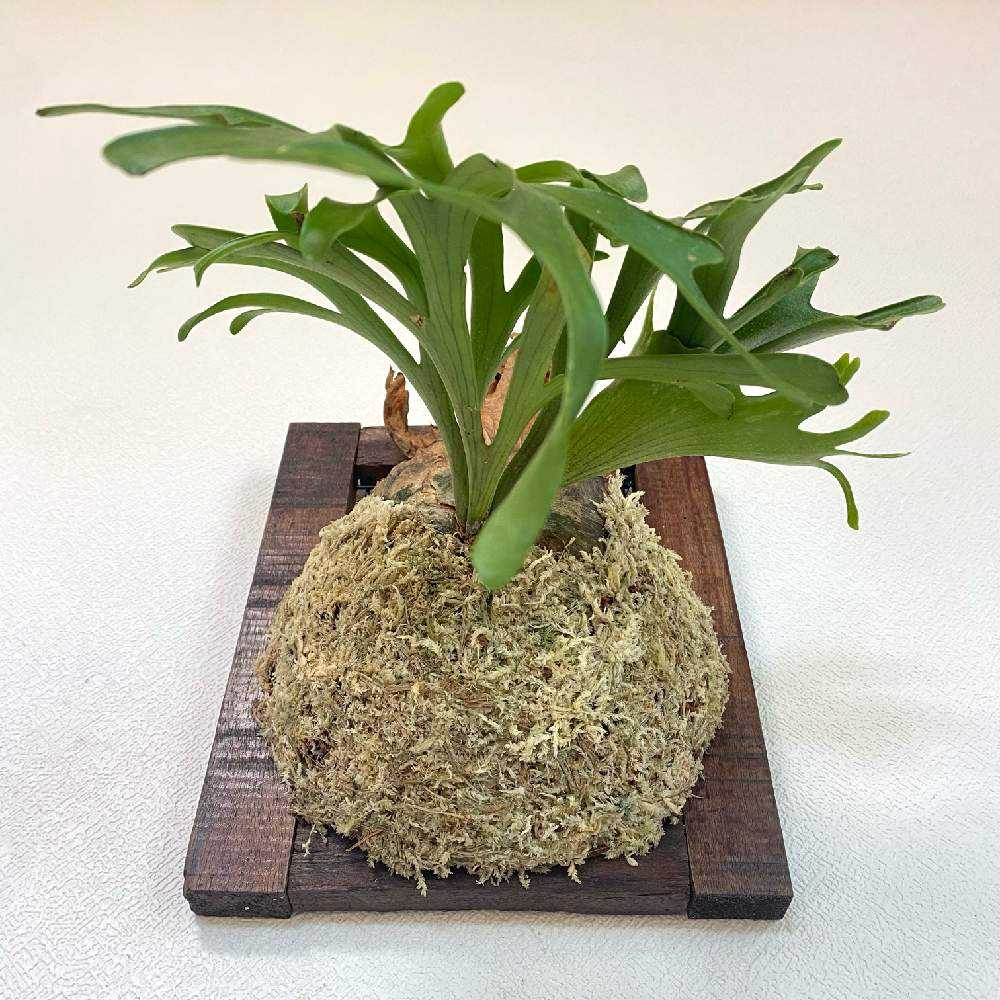 P. coronarium 'Thailand Dwarf' 成長記録 2024.7.9 🔚🔚｜🍀GreenSnap