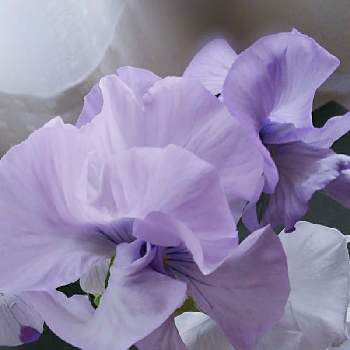絵になるスミレ・パルムの画像 by かすみそうさん | 絵になるスミレ・パルムと花のあるくらしとチーム・ブルーNo.120とおうち園芸と花に魅せられてとリフレッシュ♡と青い花マニアとチーム・ブルーと(祝)青い花マニア30000picといやし♪と紫のお花
