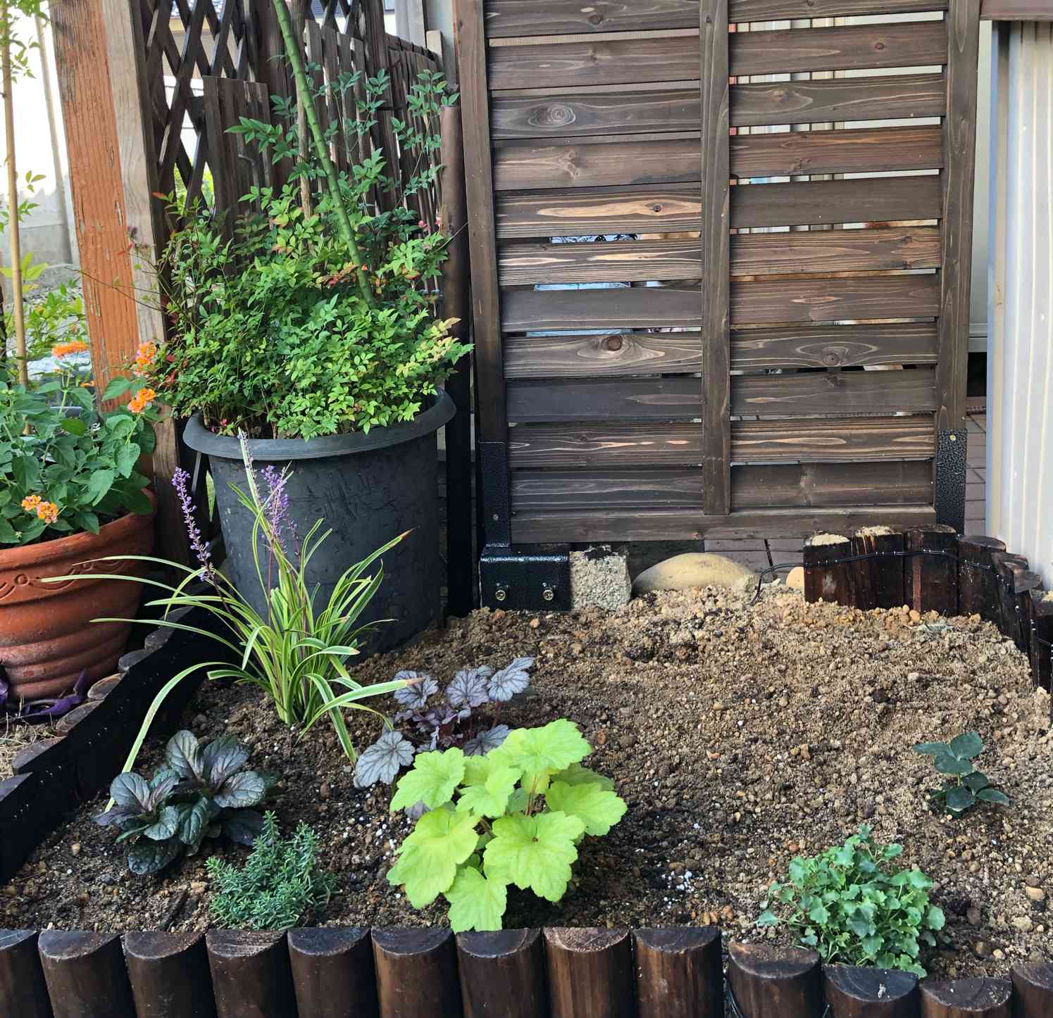 初めてのシェードガーデン｜🍀GreenSnap（グリーンスナップ）