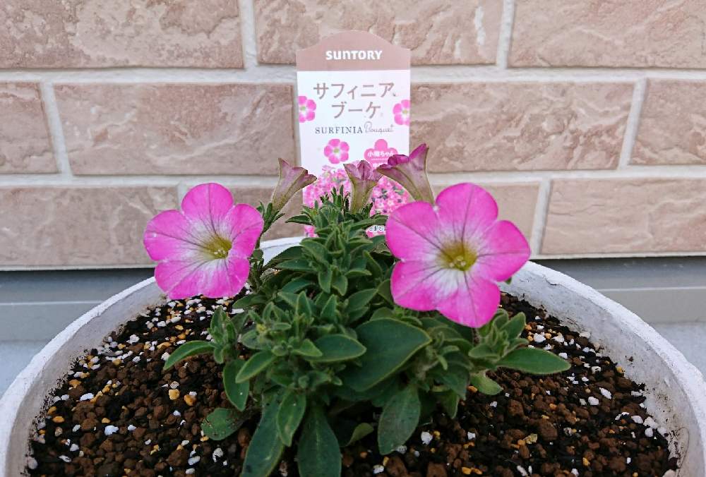 サフィニアブーケ 小梅ちゃん 成長日記 Greensnap グリーンスナップ