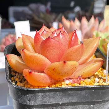 オレンジ色の多肉の投稿画像一覧 Greensnap グリーンスナップ