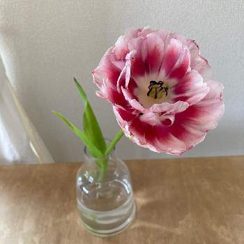 切花を楽しむの画像 by ゆるさん | 部屋とチューリップと切花と切花を楽しむ