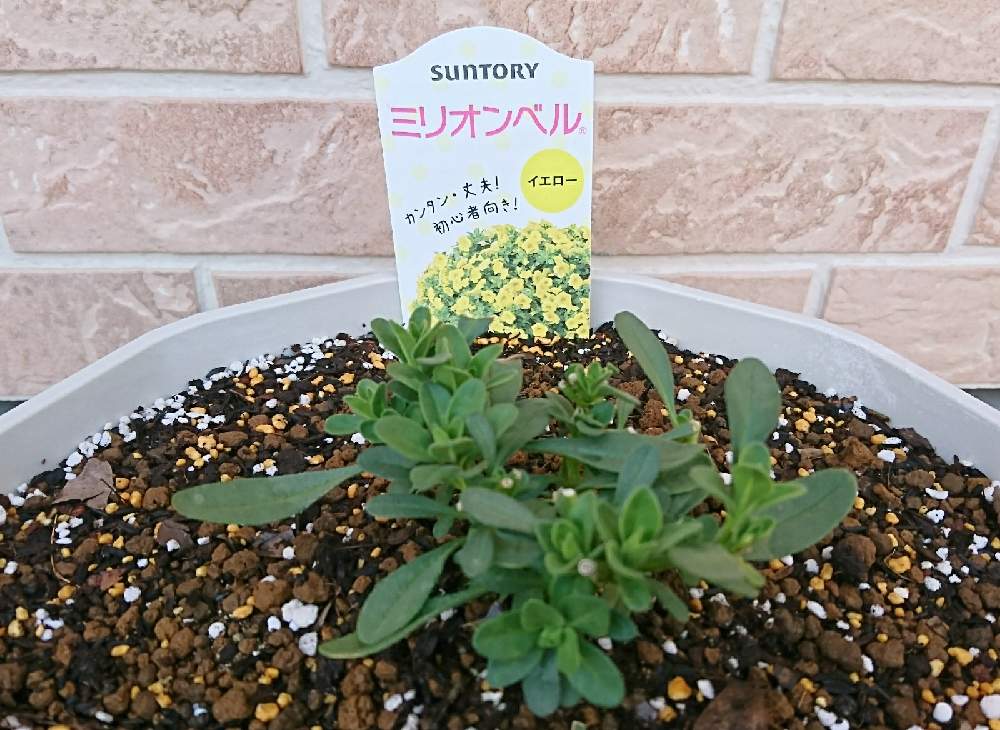 ミリオンベル イエロー 成長日記 Greensnap グリーンスナップ