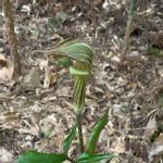 マムシソウの一覧 Greensnap グリーンスナップ