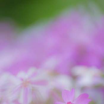 芝桜の花の画像 by けーけーさん | 小さな庭と芝桜の花と 芝桜とGS映え
