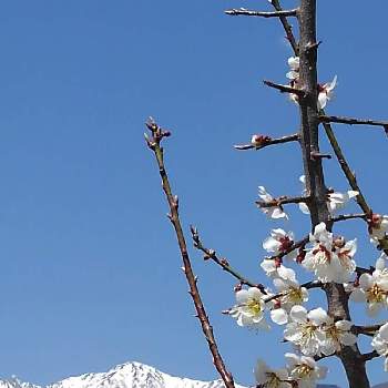 梅の花の画像 by まさちゃんさん | お出かけ先と宝剣岳◎と梅の花と青空と春の訪れ♪と中央アルプス