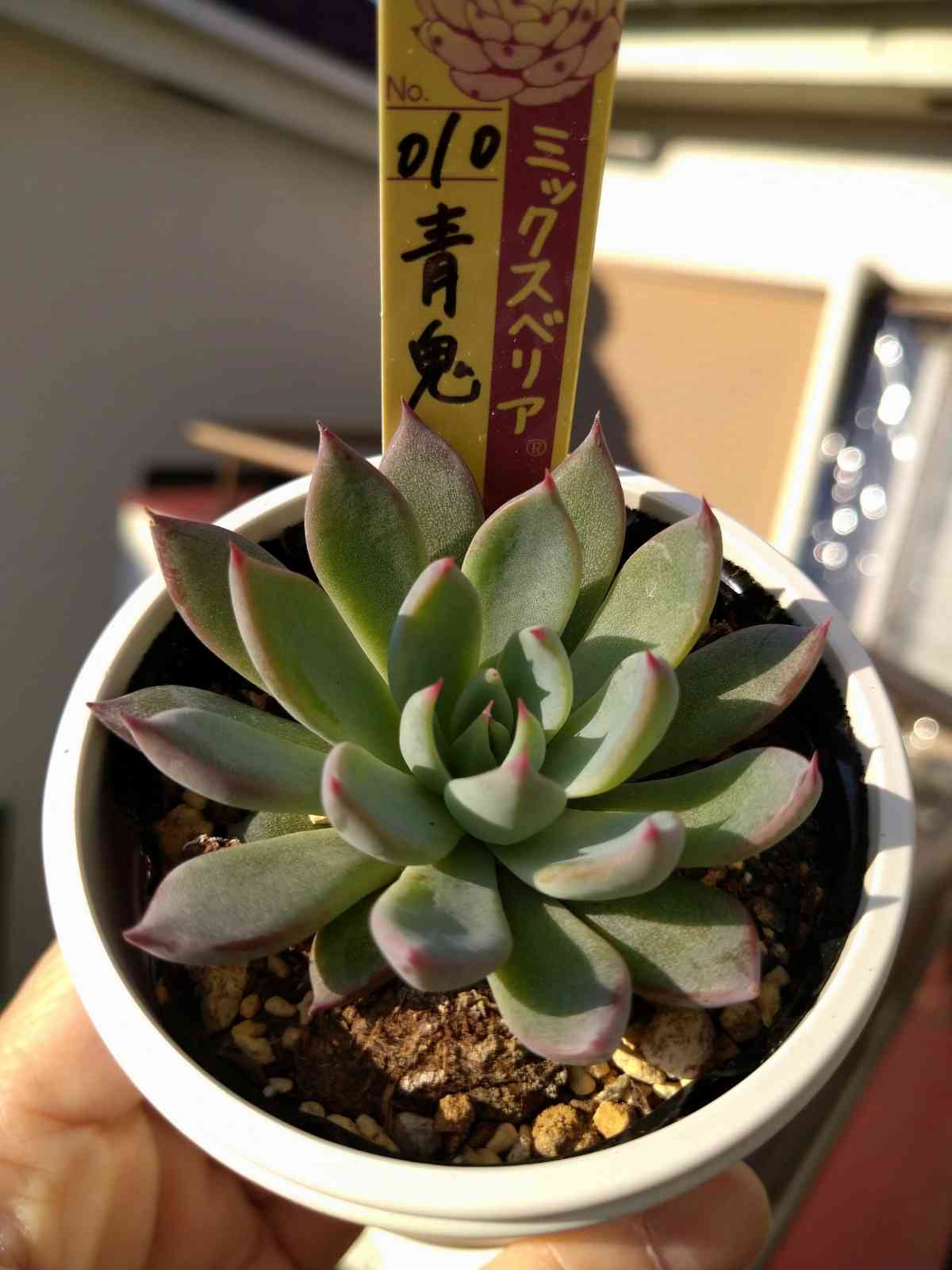 No.010 青鬼 多肉植物 おらいさん苗 札付き - 植物/観葉植物