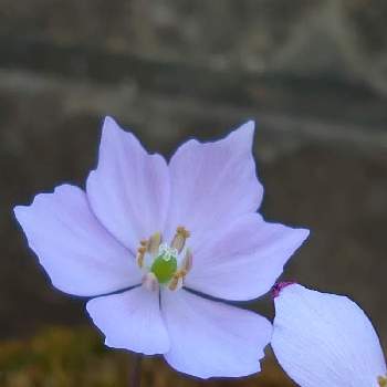 うす紫色の画像 by しいさん | 小さな庭とタツタソウと青い花とさわやか信州とちいさな春と花のある暮らしと紫の花とうす紫色とかわいい❤と山野草と春の山野草
