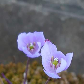 うす紫色の画像 by しいさん | 小さな庭とタツタソウとさわやか信州とちいさな春と花のある暮らしと紫の花とうす紫色とかわいい❤と山野草と春の山野草
