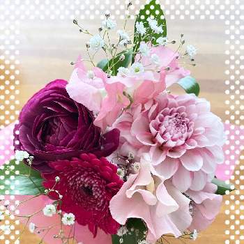 嬉しいプレゼント☆の画像 by julianさん | 濃いピンクと可愛い○とピンクの花とプレゼントと綺麗と❇︎ラナンキュラスと赤い花と可愛いブーケとスイトピー！と嬉しいプレゼント☆と花のある暮らしと淡いピンクとダリア☆とマーガレット☆
