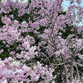 枝垂八重桜の画像 by でんえもんさん | 枝垂れと桜フォトコン2022と枝垂八重桜