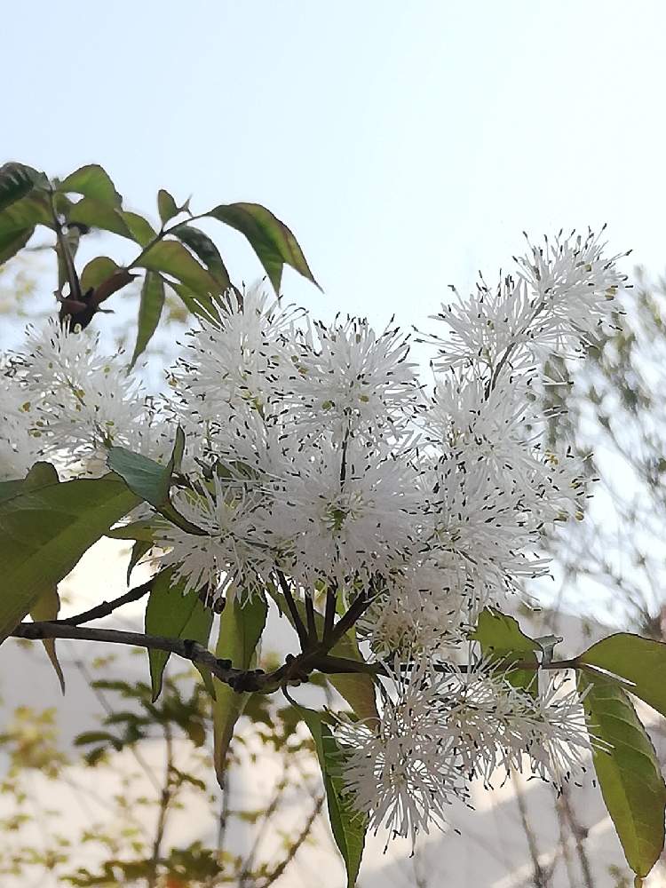 お出かけ先の投稿画像 By シーザーさん 鮮やかな色と植物散歩と雲の仲間と鮮やかな色と植物散歩と雲の仲間 22月4月9日 Greensnap グリーンスナップ Greensnap グリーンスナップ