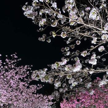 夜桜の画像 by ジャスさん | お出かけ先とサクラと小さな花と夜桜とピンクの花と花のある暮らし
