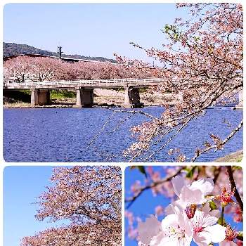 空と花の画像 by keiさん | お出かけ先と桜 さくらと青空とコラボ♡と空と花とさくら　桜ときれい～✴とピンクのお花と花のある暮らし