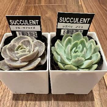 93 Fraise様専用 多肉植物 Bhinternalmedicine Com