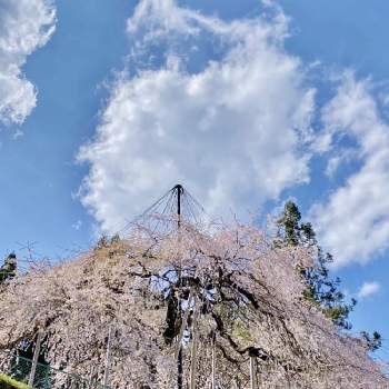  桜吹雪の画像 by 花粧さん | お出かけ先とイトザクラと愛知県と 桜吹雪と可憐と散り際とピンクと綺麗と残ってた！と桜咲くとむかしむかしと奥三河と青空とウバヒガンザクラとイトザクラ♪
