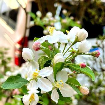 姫りんごの画像 by 92Aさん | 小さな庭と姫りんごと今を乗切るぞ！とピンクの花とおはなとGS映えと美しく咲くとコロナに負けるな！とつぼみと美しいとみどりと赤い花と可愛いと花のある暮らしとお庭と晴れと白い花といやされると晴天と花が咲く