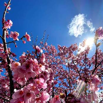 寒緋桜の画像 by yrjurimamaさん | 広い庭と寒緋桜と大好きだよ(*´˘`*)♡と桜フォトコン2022