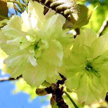 ウコン桜の画像 by 花と虫と風と空とさん | ウコン桜と里山大好き協会と山野草大好き協会と多様性を愛する会と冠岳園