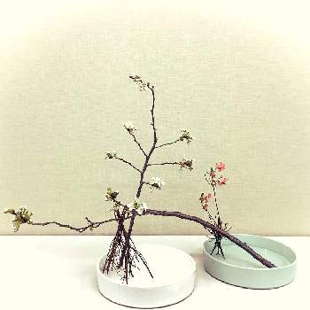 テーブル花の画像 by apricot53さん | 部屋とツツジとサクラとテーブル花と桜フォトコン2022とおうちで飾る花といけばなとフラワーアレンジメントと切り花と生け花