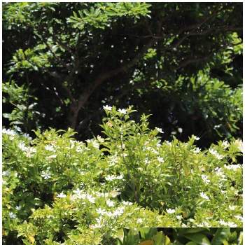 自生する植物の画像 by ピーモモさん | お出かけ先とクチナシと花のある暮らしと沖縄と白い花マニアとヤンバルと白い花と自生する植物