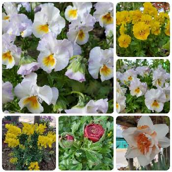 八重咲き水仙の画像 by さきさん | ラナンキュラスとネモフィラとエニシダと八重咲き水仙とフリルビオラ