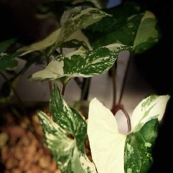 綺麗な葉の画像 by すっちーさん | インテリアとシンゴニウム・フレンチマーブルと斑入り。と綺麗な葉とわたしの家の観葉植物と陽春園さん