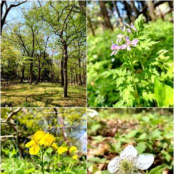 井の頭公園の投稿画像一覧 Greensnap グリーンスナップ