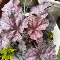 日々草 ニチニチソウ の育て方 種まきの時期は 冬越しはできるの Greensnap グリーンスナップ