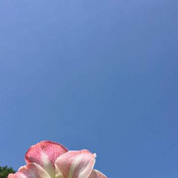 沖縄北部の画像 by sena78さん | アプローチとアマリリス アップルブロッサムとピンクの花とアマリリス♪と沖縄とGSミニモニ。と沖縄タニラーと沖縄北部と『秋植え球根2022』フォトコンテストとアマリリスアップルブロッサムとあおぞらとGS植物うちなーぐち会