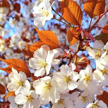 さくら満開の画像 by みいちゃんさん | サクラとさくら さくらと桜さくらサクラとさくら満開とさくらとさくら桜サクラ