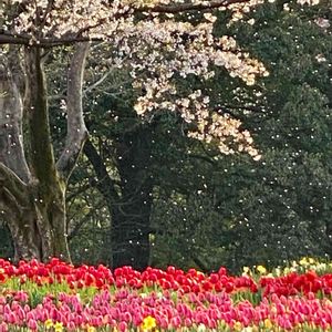 サクラ,チューリップ,花吹雪,ヤマザクラ,樹木の画像