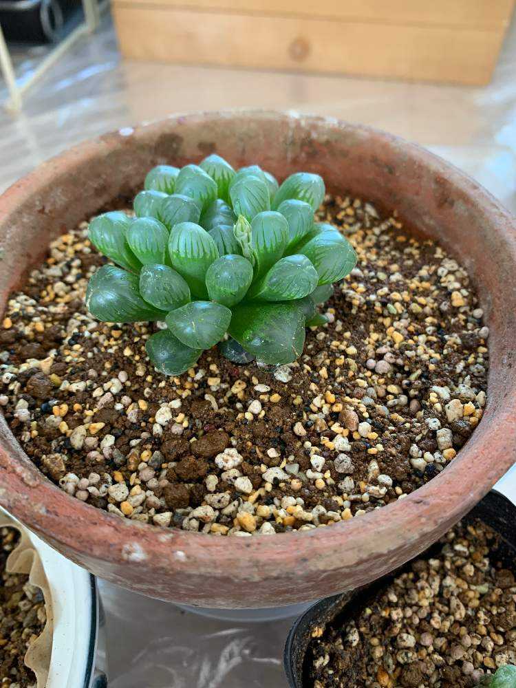 ハオルチア オブツーサ交配錦 天の川 【公式通販】