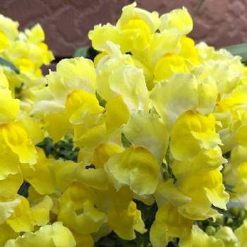 花いっぱい！の画像 by シャボン✿*:･ﾟさん | 小さな庭とキンギョソウと花いっぱい！と可愛らしいお花♡と黄色い花と幸せの黄色いお花と乙女色クラブと可愛らしい