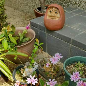 ボケの花♡の画像 by ブルちえみさん |  レウィシアと自宅の庭とボケの花♡とヒメサユリの芽