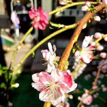 源平しだれ花桃の画像 by yk-succulentさん | お気に入り♡と源平しだれ花桃と源平咲き分け桃とyk-succulent