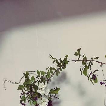 アケビの花の画像 by ゆりちゃんさん | キッチンとアケビの花とあけびのつるとりきゅうばい(利休梅)と山野草と散策