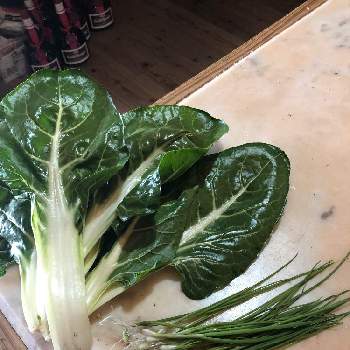 菜花の投稿画像一覧 Greensnap グリーンスナップ