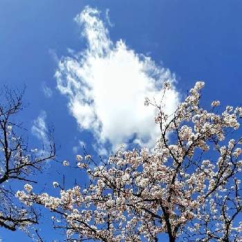 ☁️雲のアート☁️の画像 by さくら貝さん | お出かけ先とさくら サクラ 桜とサクラとスマホ撮影と♡今日のお花♡と☁️雲のアート☁️と景色と雲仲間と♡雲のアート♡と季節の花と今日の花と風景とお花と桜フォトコン2022