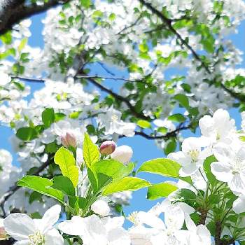  姫リンゴの画像 by ますださんさん | 小さな庭とひとてま込めてと可愛い♪と姫リンゴの花とおうち園芸と花のある暮らしと春ですねと白色の花と 姫リンゴ