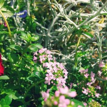 かおりのある花の画像 by 久美さん | 小さな庭とかわいいと小さな花とピンクとかおりのある花