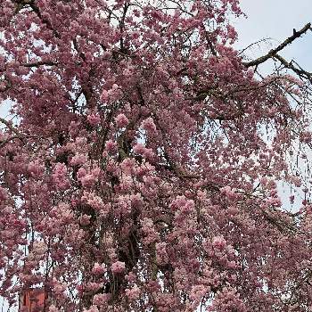 桜並木の道の画像 by ポコちゃんさん | お出かけ先と咲いた！と季節感と桜並木の道