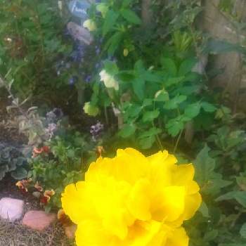 植物っていいねの画像 by しーくんオッケーさん | 小さな庭とチューリップとお花大好き♡とおうち時間と植物っていいねと元気をありがとうとありがとうと花のある暮らしとお花のある生活