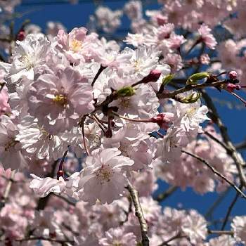 さくら満開の画像 by 瑠羽（ルー）さん | お出かけ先とさくら さくらと満開と枝垂れ桜☆とさくら 桜 サクラとさくら満開