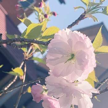 松月桜の画像 by 桜庭ゆらさん | 小さな庭と松月桜と盆栽とさくら