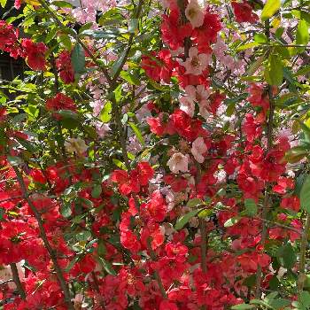 木瓜の花の画像 by gkvさん | お出かけ先と木瓜(ぼけ)と春のお花と公園と木瓜の花と木に咲く花と赤い花と公園のボケの花と公園の花
