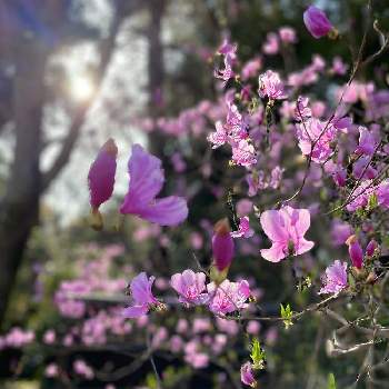 萬葉植物園の画像 by クロクマさん | お出かけ先とツツジとスマホ撮影とピンクの花と春日大社  萬葉植物園とピンク❤︎ピンクと躑躅(つつじ)とお散歩と萬葉植物園と良いお天気と美しい色と貸切状態