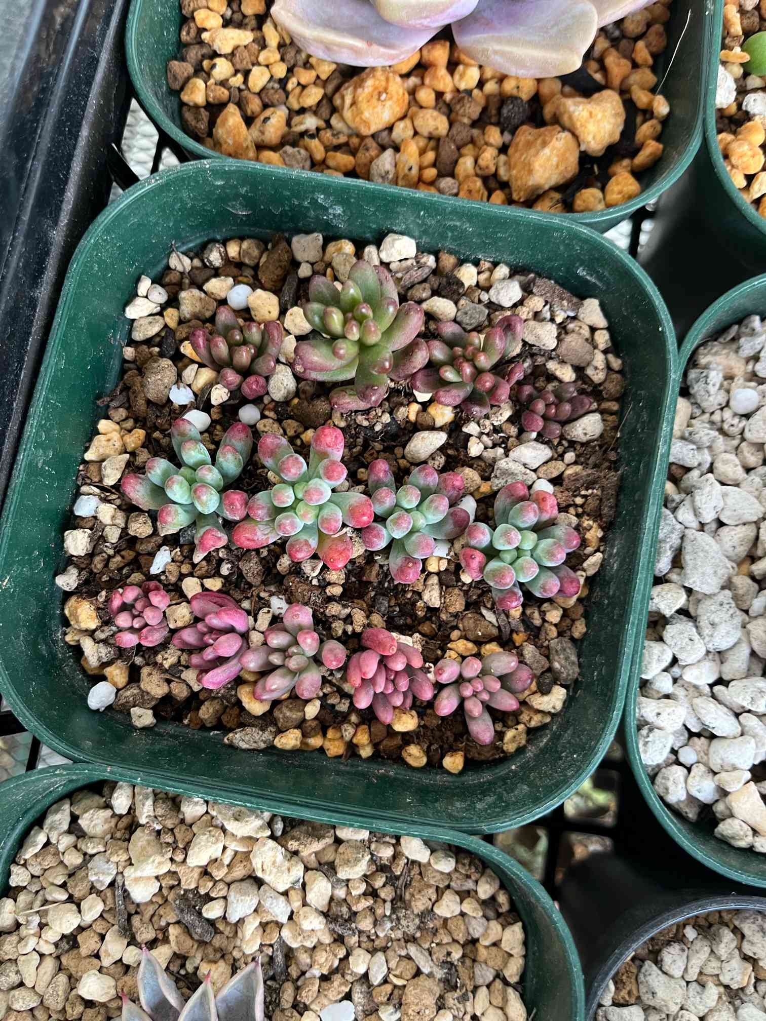 Mayu様　確認( ゜∀゜)つ　多肉植物 楽天市場】多肉植物 yukエケベリア くま蜂 多肉植物 優木園さんの苗