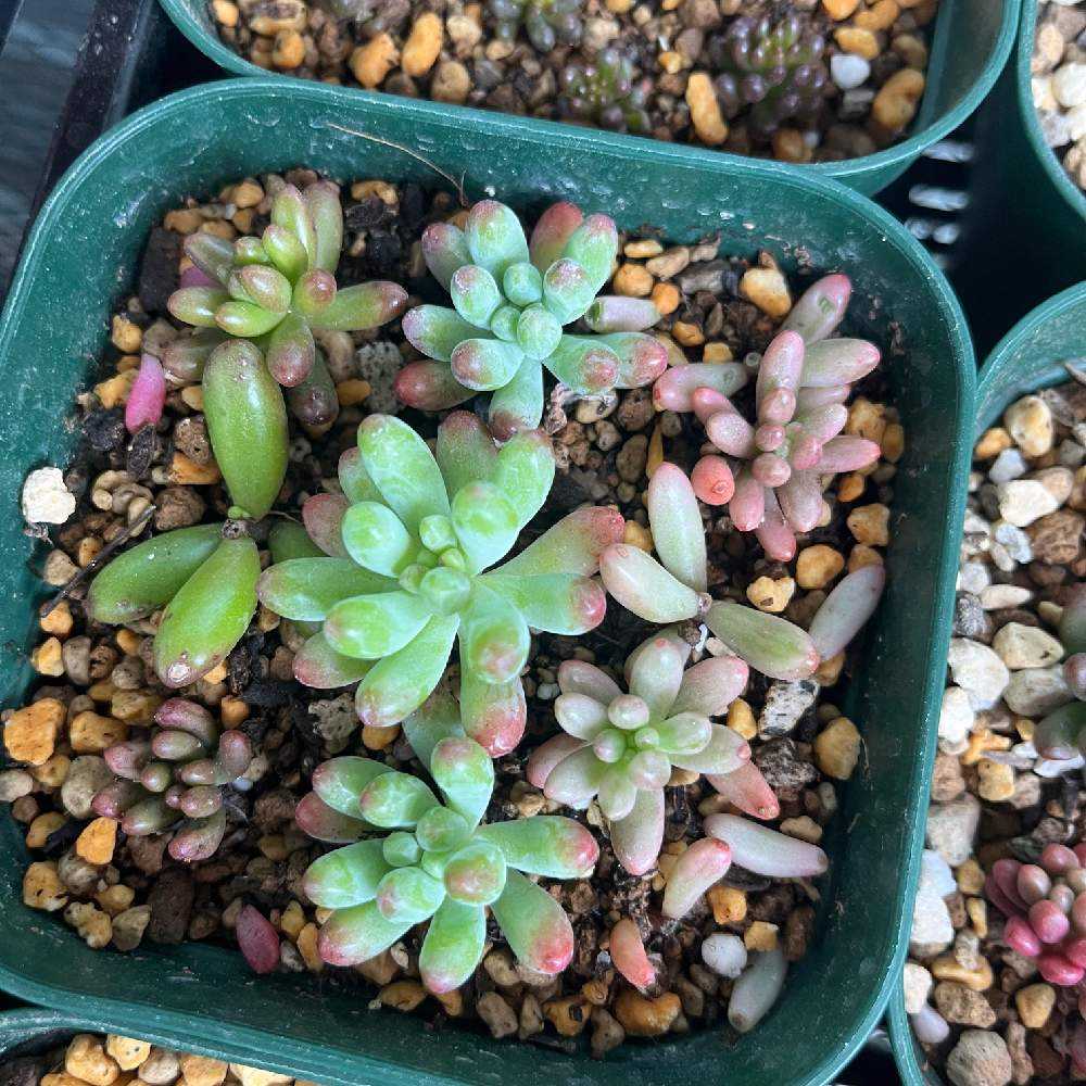 Mayu様　確認( ゜∀゜)つ　多肉植物 楽天市場】多肉植物 yukエケベリア くま蜂 多肉植物 優木園さんの苗