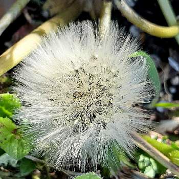 シロバナタンポポ 綿毛の一覧 Greensnap グリーンスナップ